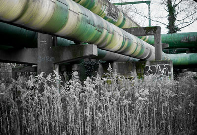 Plants growing on field