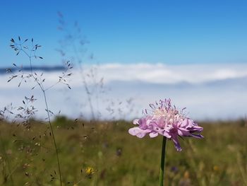 Close-up of pink flowering plant on field against sky