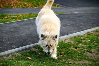 View of a dog on dirt road