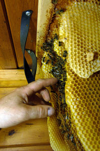 Close-up of hand holding bees on wood