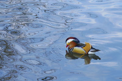 High angle view of duck swimming in lake