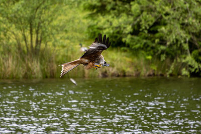 Red kite over river