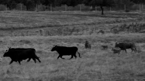 Horses grazing on field