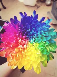 Close-up of multi colored flower on table