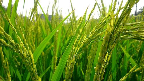 Close-up of wheat growing in field