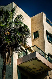 Low angle view of palm tree against building