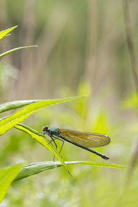 Close-up of insect on plant