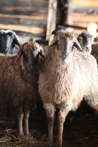 Sheep standing in a field