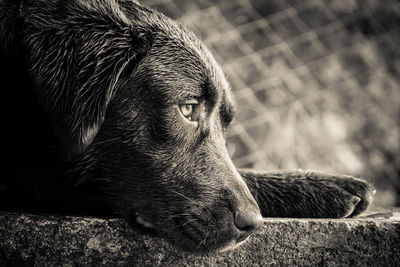 Close-up of a dog