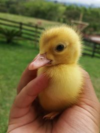 Close-up of hand holding bird