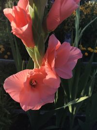 Close-up of pink flowering plant on field