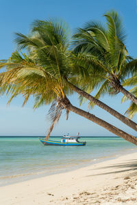 Palm trees at beach against clear sky