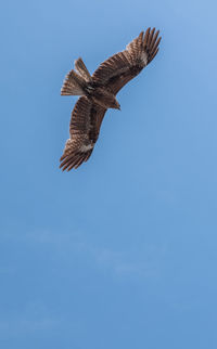 Low angle view of eagle flying in sky