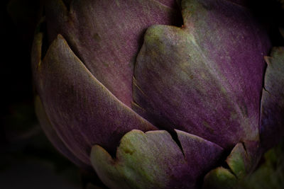 Close-up of purple rose flower