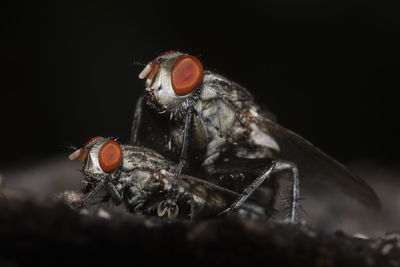 Close-up of insects mating on ;field