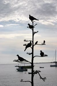 Silhouette bird perching by sea against sky