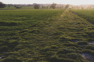 Scenic view of agricultural field