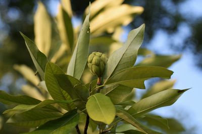 Close-up of flowering plant leaves