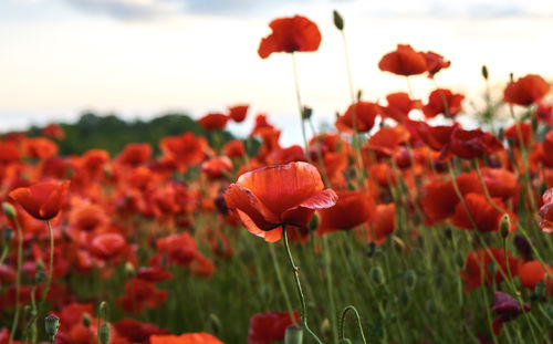 Close-up of red poppy flowers in field