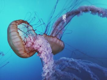 Close-up of jellyfish swimming in sea