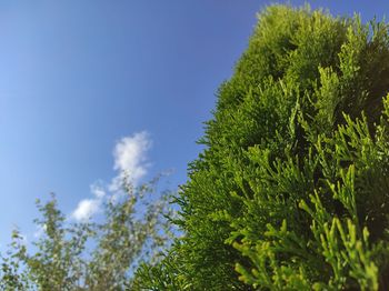 Low angle view of trees against blue sky