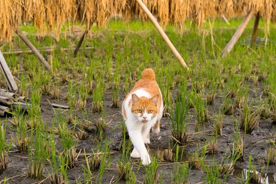 Portrait of cat walking on farm field
