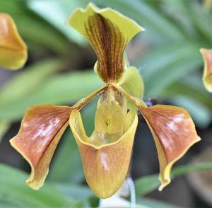 Close-up of yellow flowering plant