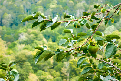 Low angle view of leaves on tree