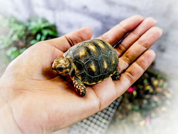 Close-up of hand holding small