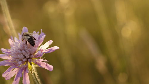 Close-up of insect on pink flower