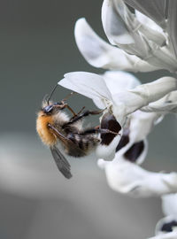 Close-up of bee on flower