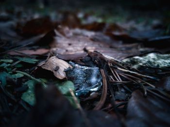 Close-up of dried plant on field in forest