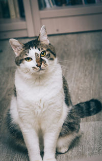 Close-up portrait of cat sitting