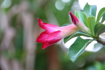 Close-up of pink flower blooming outdoors