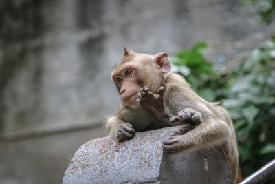 Close-up of monkey looking away