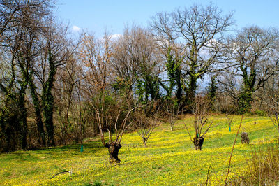 Trees on field against sky