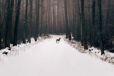 Rear view of person walking on snow covered landscape