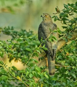 Bird perching on a tree