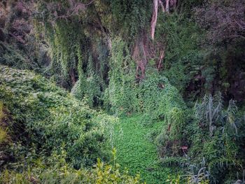 Plants and trees in forest