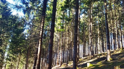 Low angle view of bamboo trees in forest