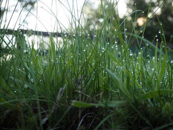 Close-up of raindrops on grass