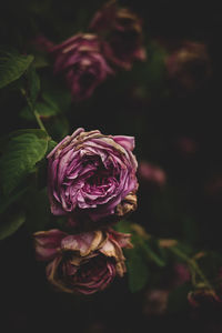 Close-up of wilted rose