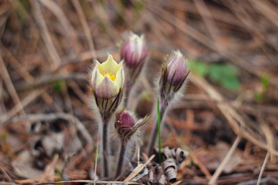 Close-up of pink flowering plant on field