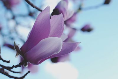 Close-up of pink flowers blooming outdoors