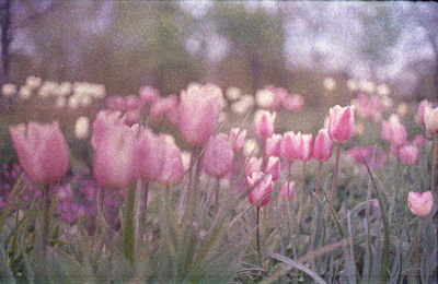 Close-up of pink flowers blooming outdoors