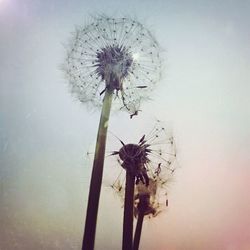 View of trees against sky