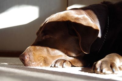 Close-up of dog at home