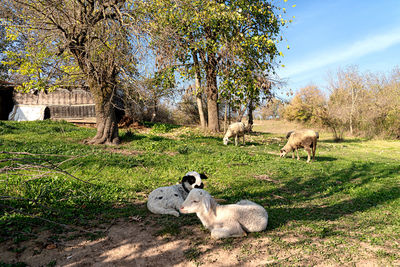 Sheep in a field