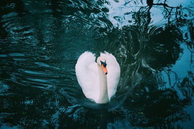 High angle view of swan in lake