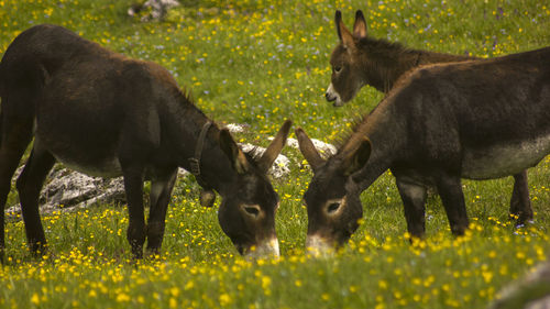 Horses in a field